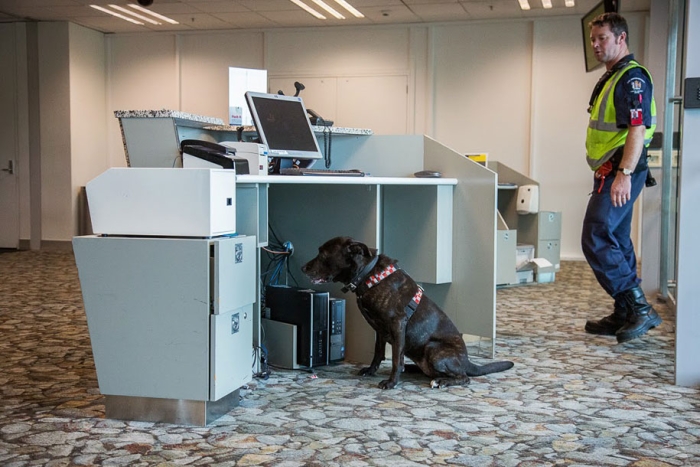 working-dog-animals-shepherds-realm-andrew-fladeboe-25