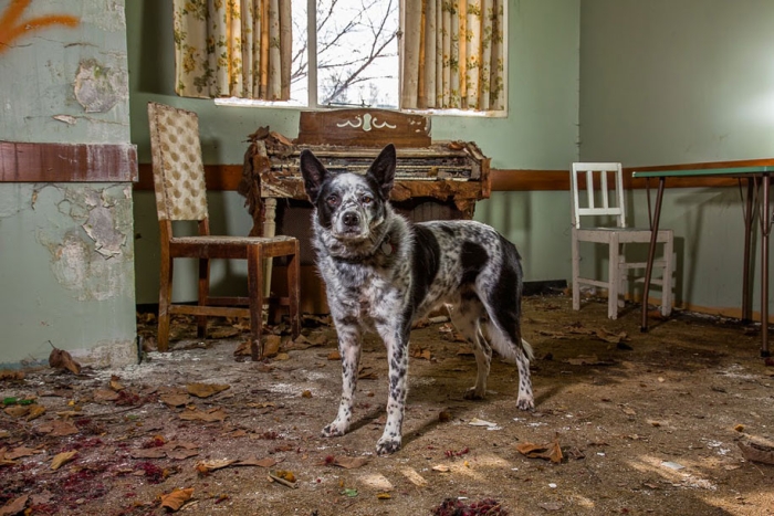 working-dog-animals-shepherds-realm-andrew-fladeboe-24