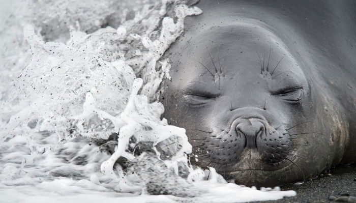 favorite-finalists-photography-12th-annual-smithsonian-photo-competition-2015-2