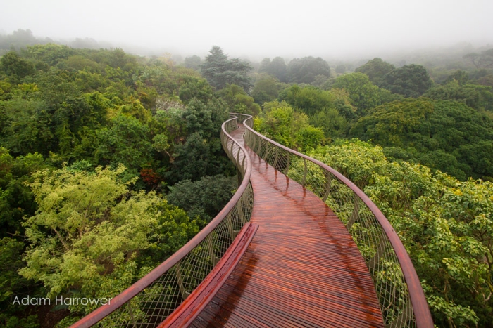 fantastic-centenary-tree-canopy-walkway-kirstenbosch-27