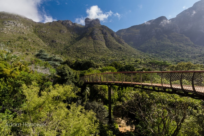 fantastic-centenary-tree-canopy-walkway-kirstenbosch-20