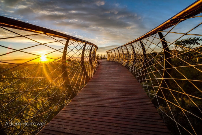 fantastic-centenary-tree-canopy-walkway-kirstenbosch-76