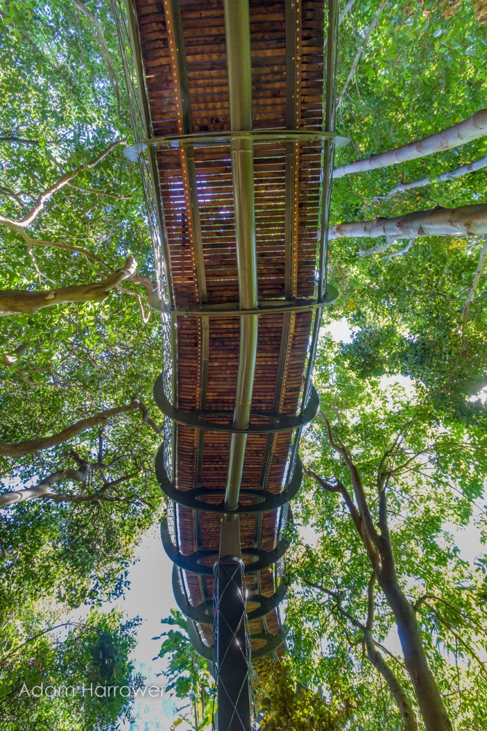 fantastic-centenary-tree-canopy-walkway-kirstenbosch-7
