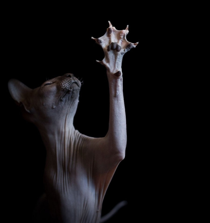 furless-portrait-photography-sphynx-cats-alicia-rius-1