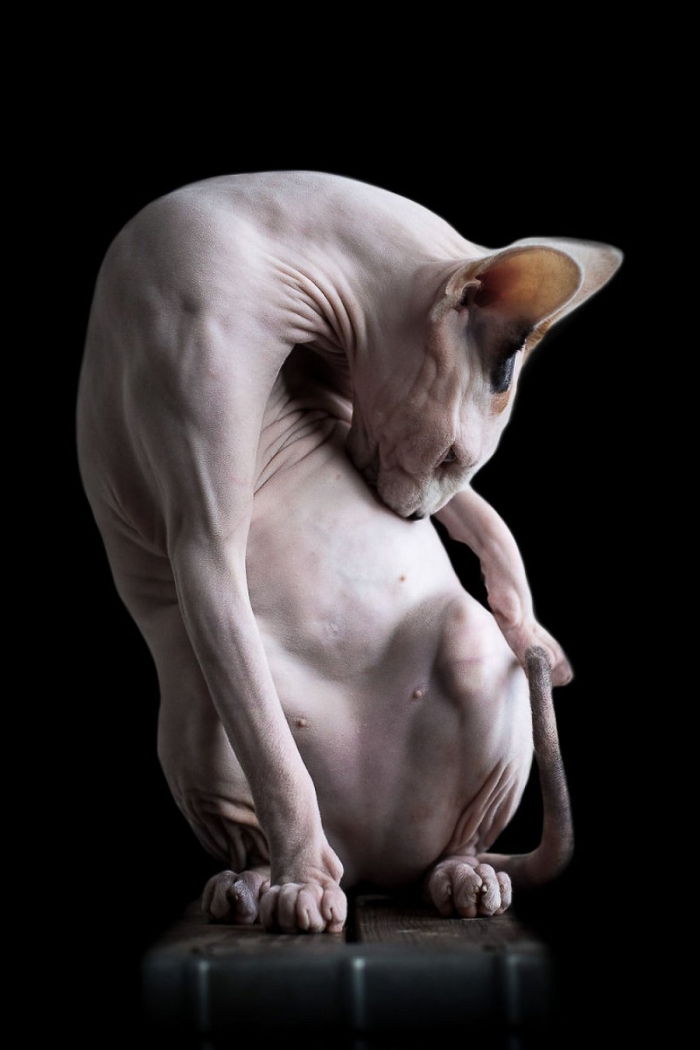 furless-portrait-photography-sphynx-cats-alicia-rius-5
