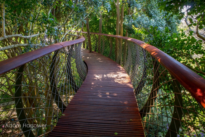 fantastic-centenary-tree-canopy-walkway-kirstenbosch-10