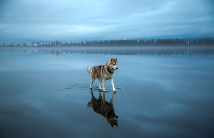 photography-dogs-siberian-husky-frozen-lake-fox-grom-12