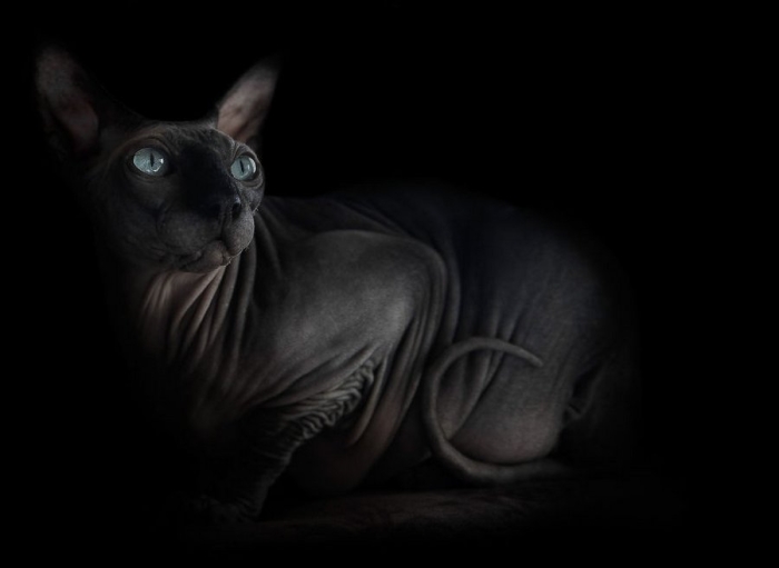 furless-portrait-photography-sphynx-cats-alicia-rius-14