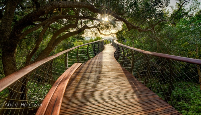 fantastic-centenary-tree-canopy-walkway-kirstenbosch-43
