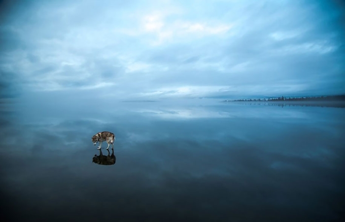 photography-dogs-siberian-husky-frozen-lake-fox-grom-11