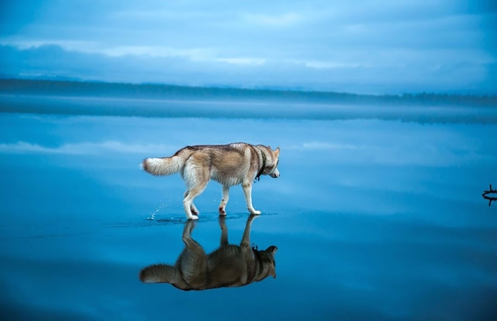 photography-dogs-siberian-husky-frozen-lake-fox-grom-10