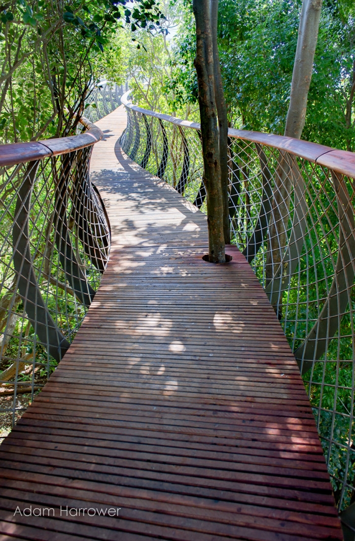 fantastic-centenary-tree-canopy-walkway-kirstenbosch-12
