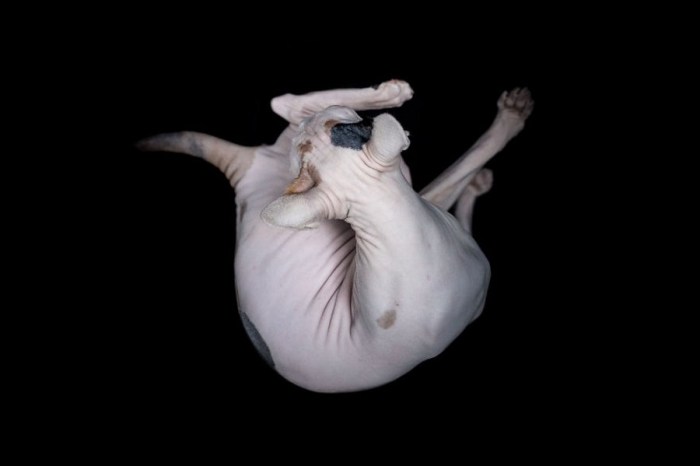 furless-portrait-photography-sphynx-cats-alicia-rius-6