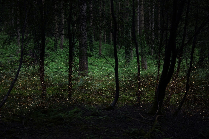 fairy-tale-photograhy-ellie-davis-22