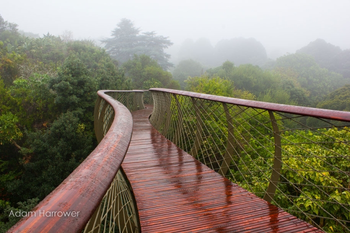 fantastic-centenary-tree-canopy-walkway-kirstenbosch-23