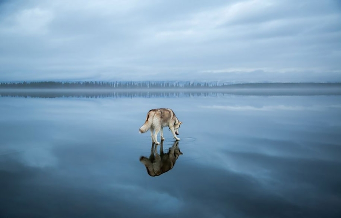 photography-dogs-siberian-husky-frozen-lake-fox-grom-8