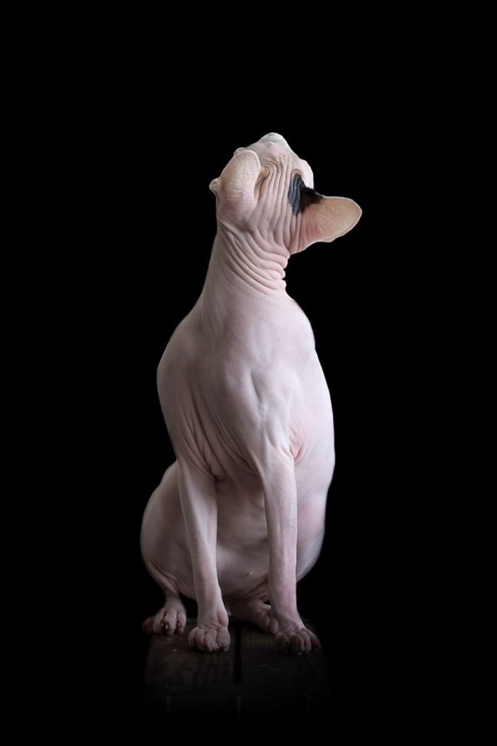 furless-portrait-photography-sphynx-cats-alicia-rius-3