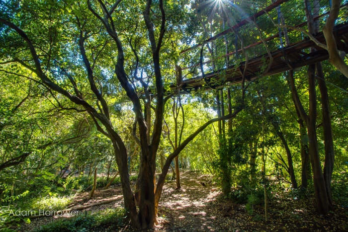 fantastic-centenary-tree-canopy-walkway-kirstenbosch-3