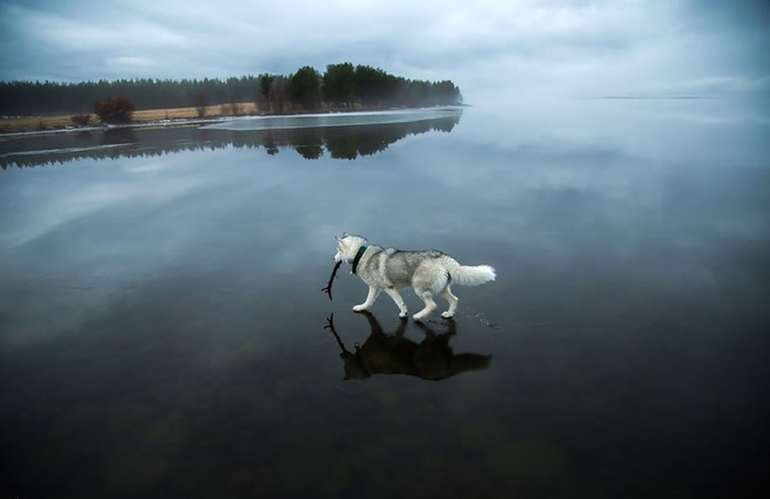 photography-dogs-siberian-husky-frozen-lake-fox-grom-7