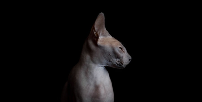 furless-portrait-photography-sphynx-cats-alicia-rius-7