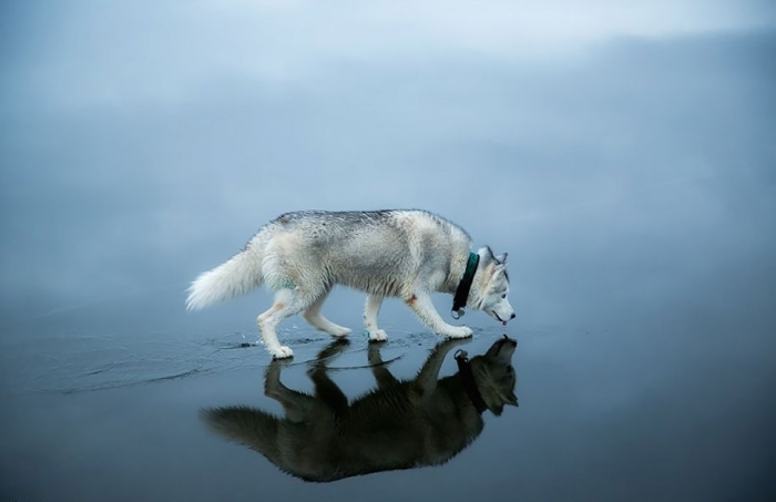 photography-dogs-siberian-husky-frozen-lake-fox-grom-6