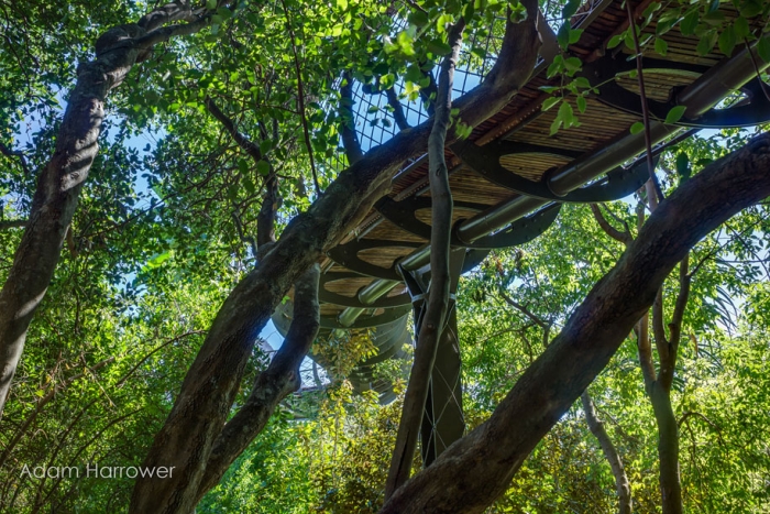 fantastic-centenary-tree-canopy-walkway-kirstenbosch-4