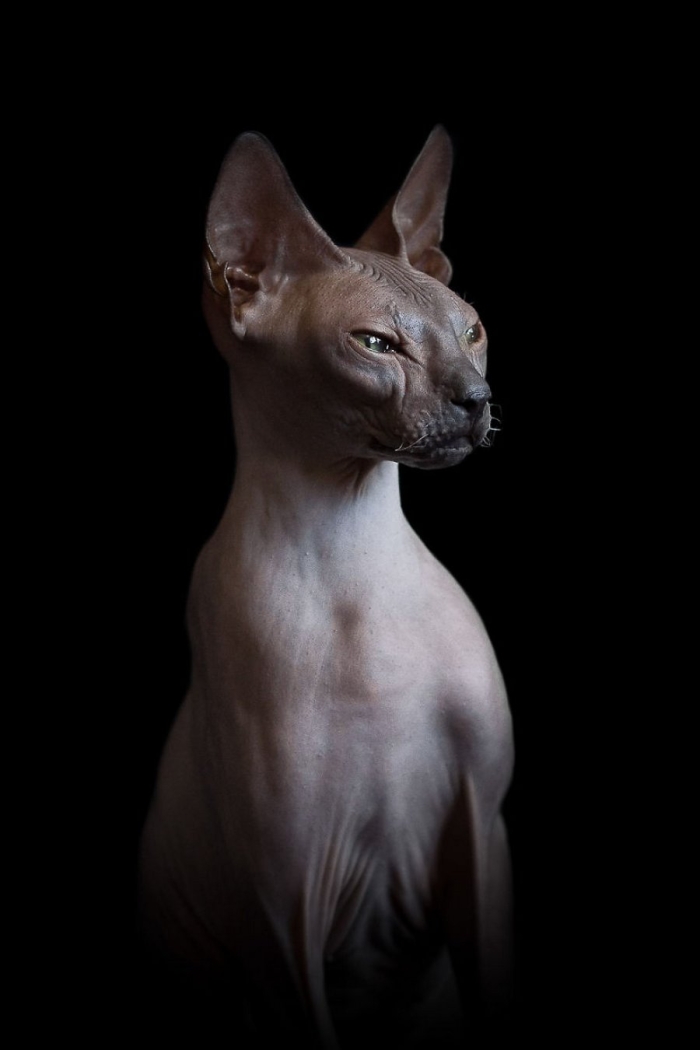 furless-portrait-photography-sphynx-cats-alicia-rius-8