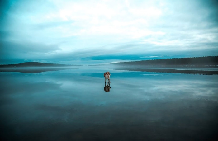 photography-dogs-siberian-husky-frozen-lake-fox-grom-5