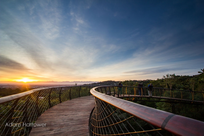fantastic-centenary-tree-canopy-walkway-kirstenbosch-38