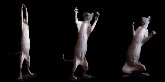 furless-portrait-photography-sphynx-cats-alicia-rius-9