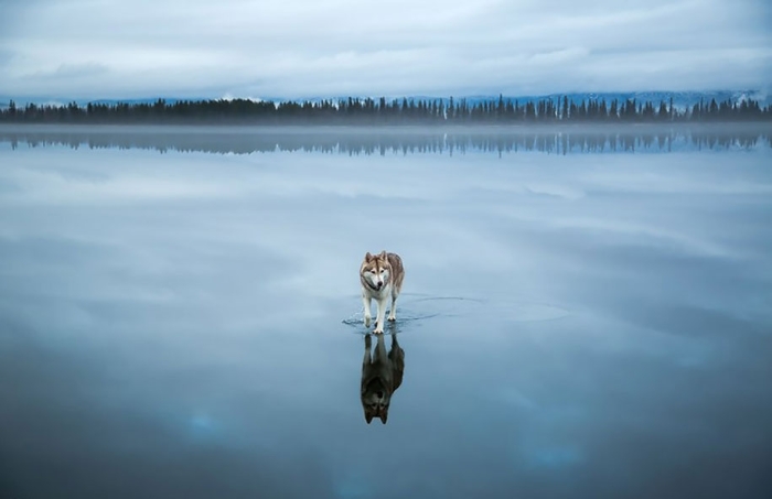 photography-dogs-siberian-husky-frozen-lake-fox-grom-4