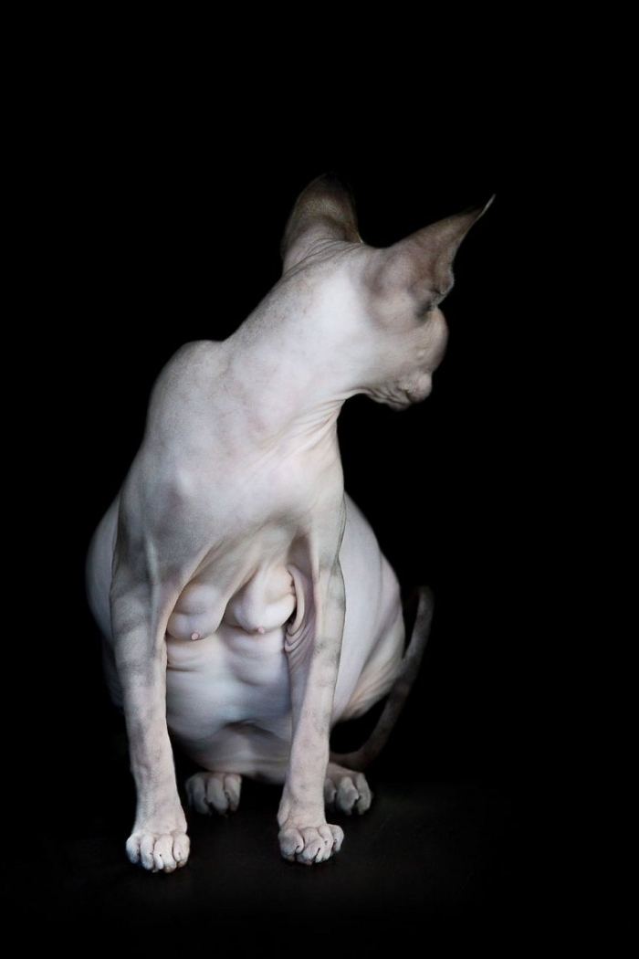 furless-portrait-photography-sphynx-cats-alicia-rius-10