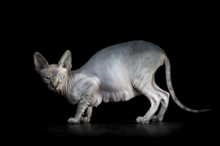 furless-portrait-photography-sphynx-cats-alicia-rius-13