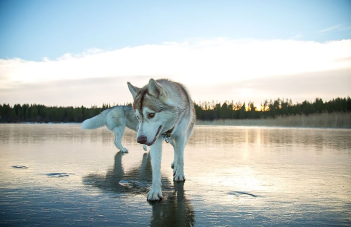 photography-dogs-siberian-husky-frozen-lake-fox-grom-9