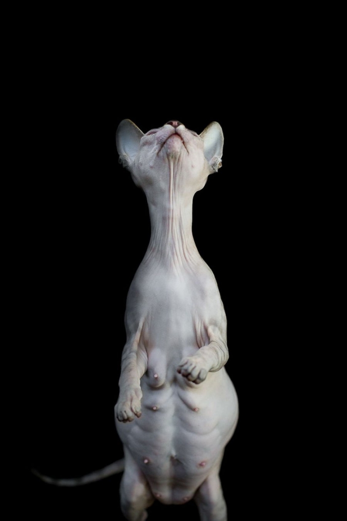furless-portrait-photography-sphynx-cats-alicia-rius-11