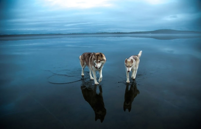 photography-dogs-siberian-husky-frozen-lake-fox-grom-2