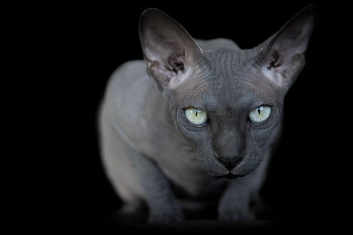 furless-portrait-photography-sphynx-cats-alicia-rius-2