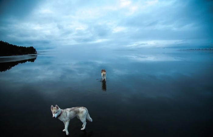 photography-dogs-siberian-husky-frozen-lake-fox-grom-3