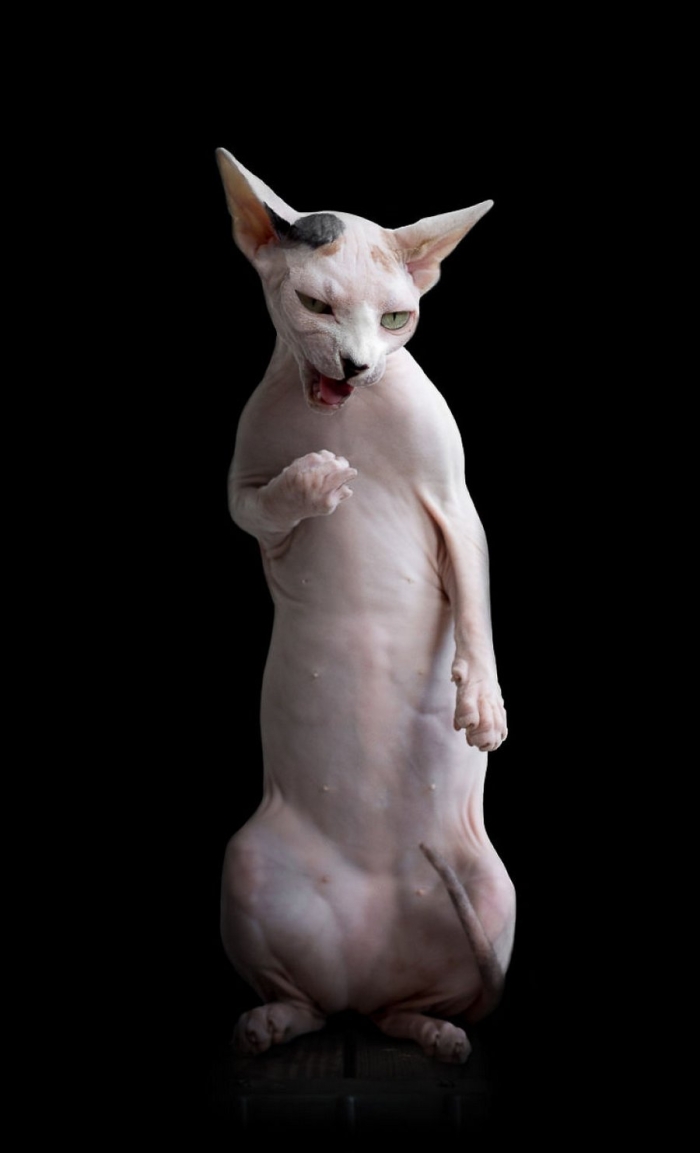 furless-portrait-photography-sphynx-cats-alicia-rius-12