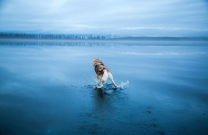 photography-dogs-siberian-husky-frozen-lake-fox-grom-1