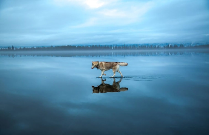 photography-dogs-siberian-husky-frozen-lake-fox-grom-14