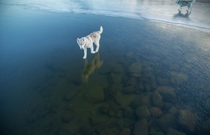 photography-dogs-siberian-husky-frozen-lake-fox-grom-13
