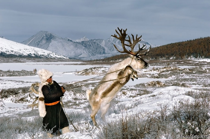 mongolia-tribe-reindeer-people-hamid-sardar-afkhami-8