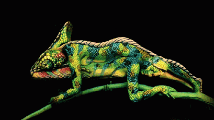 nature-animal-bodypainting-chameleon-johannes-stoetter-1