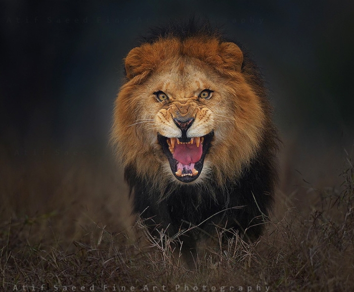 animal-photography-angry-charging-lion-atif-saeed-pakistan-10
