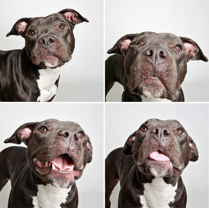 adopted-dog-teton-pitbull-humane-society-utah-13