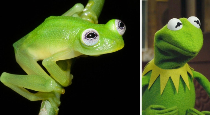 kermit-frog-lookalike-diane-bare-hearted-glassfrog-costa-rica-04