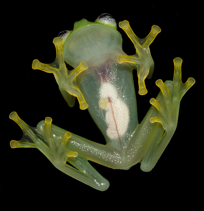kermit-frog-lookalike-diane-bare-hearted-glassfrog-costa-rica-06