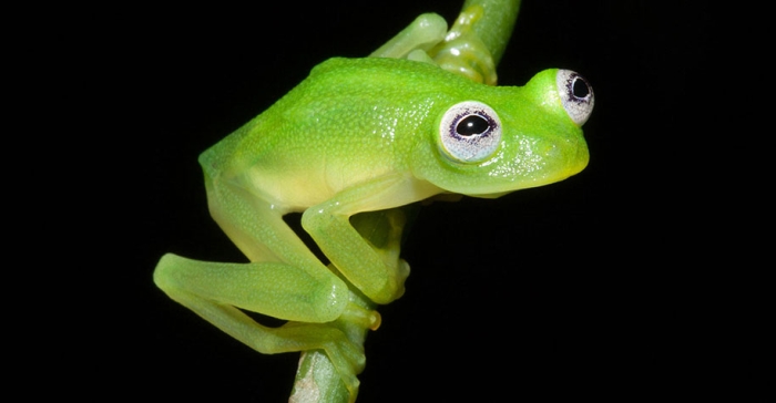 kermit-frog-lookalike-diane-bare-hearted-glassfrog-costa-rica-05