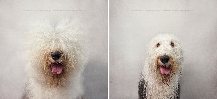 animal-portraits-dry-dog-wet-dog-serenah-hodson-03